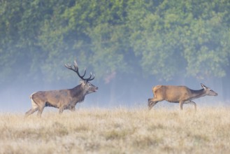 Red deer (Cervus elaphus) stag with big antlers in grassland checking out hind, female in heat by