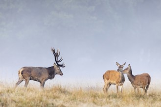 Red deer (Cervus elaphus) stag with big antlers in grassland checking out does, females in heat by