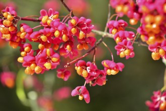 Common spindle bush (Euonymus europaeus), also European or common Pfaffenhütchen, Bavaria, Germany