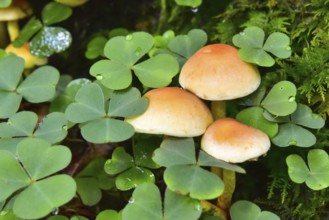 Brick red sulfur head (Hypholoma lateritium) between clover in the forest, Bavaria, Germany