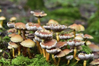 Brick red sulfur head (Hypholoma lateritium) on a tree stump in the forest, Bavaria, Germany