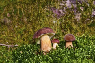 Chestnut bolete (Imleria badia) in various sizes in moss, Bavaria, Germany
