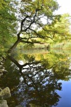 Pond on the edge of a colorful autumn forest, Bavaria, Germany