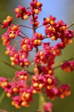 Common spindle bush (Euonymus europaeus), also European or common Pfaffenhütchen, Bavaria, Germany