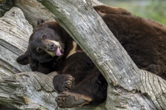 American black bear (Ursus americanus) brown color variation with white blaze on the chest resting