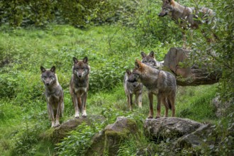 Wolf pack of six Eurasian wolves, European grey wolves (Canis lupus lupus) adults and 5 months old