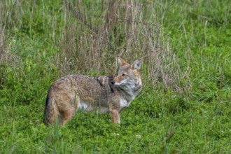 Coyote (Canis latrans) hunting in grassland, meadow, canine native to North America