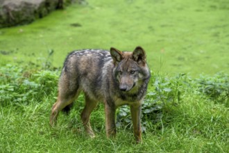Eurasian wolf, European grey wolf (Canis lupus lupus) 5 months old pup standing on bank of pond