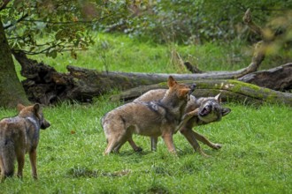 Two 5 months old pups play fighting at wolf pack of Eurasian wolves, European grey wolves (Canis