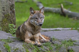 Eurasian wolf, European grey wolf (Canis lupus lupus) resting on rock at edge of forest
