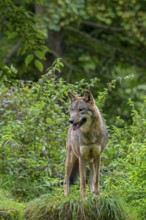 Eurasian wolf, European grey wolf (Canis lupus lupus) standing in thicket, underbrush at edge of