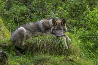 Eurasian wolf, European grey wolf (Canis lupus lupus) resting in thicket, underbrush at edge of