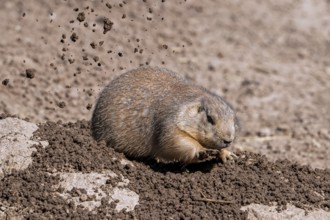 Black-tailed prairie dog (Cynomys ludovicianus) native to the Great Plains of North America,