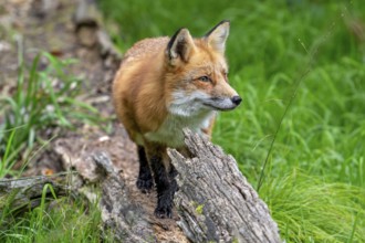 Red fox (Vulpes vulpes) hunting in grassland, meadow at edge of forest