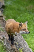 Red fox (Vulpes vulpes) hunting in grassland, meadow at edge of forest