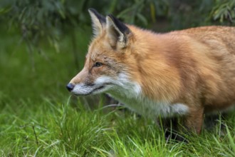 Hunting red fox (Vulpes vulpes) leaving thicket at edge of forest and stalking prey in meadow,
