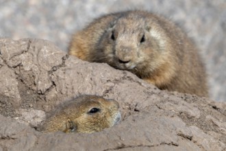 Black-tailed prairie dog (Cynomys ludovicianus) native to the Great Plains of North America,