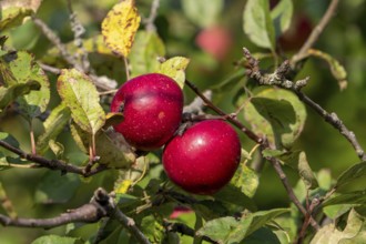 Two ripe red apples hanging from branch in apple tree (Malus domestica) in autumn, fall
