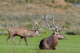 Two rutting red deer (Cervus elaphus) stags with big antlers resting in grassland during the rut in