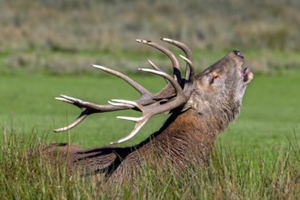 Rutting red deer (Cervus elaphus) stag with big antlers roaring, burling in grassland during the