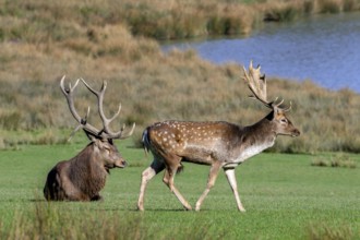 European fallow deer (Dama dama) buck, male and red deer stag (Cervus elaphus) with big antlers in