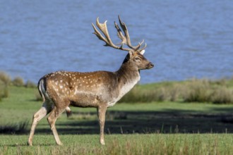 European fallow deer (Dama dama) buck, male with big antlers in grassland on lake bank in autumn,