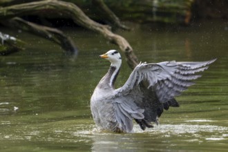 Bar-headed goose (Anser indicus) swimming in pond and flapping wings, exotic species native to