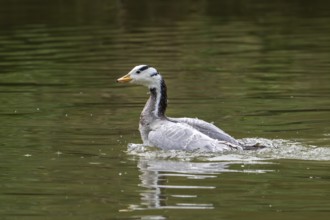 Bar-headed goose (Anser indicus) swimming in pond, exotic species native to Central Asia