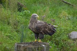 White-tailed eagle, Eurasian sea eagle, erne (Haliaeetus albicilla) adult perched on tree stump at