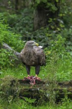 White-tailed eagle, Eurasian sea eagle, erne (Haliaeetus albicilla) adult feeding on killed rabbit