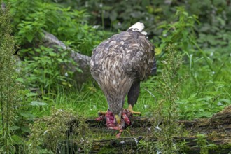 White-tailed eagle, Eurasian sea eagle, erne (Haliaeetus albicilla) adult feeding on killed rabbit
