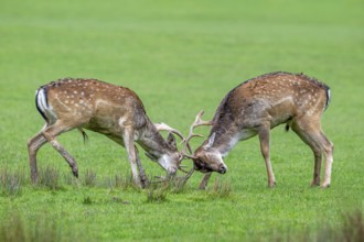 Two European fallow deer (Dama dama) bucks, males fighting by locking antlers in grassland during