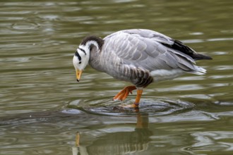 Bar-headed goose (Anser indicus) foraging in shallow water of pond, exotic species native to