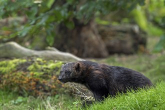 Wolverine, glutton, carcajou (Gulo gulo) foraging in forest, native to Scandinavia, Russia,