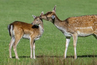 European fallow deer (Dama dama) doe, female licking fawn's head in grassland in autumn