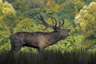 Rutting red deer (Cervus elaphus) stag with big antlers and covered in mud roaring, burling in