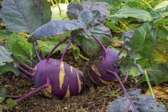Kohlrabi, German turnips, turnip cabbages (Brassica oleracea var. gongylodes) in vegetable garden