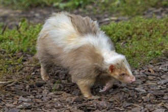 Striped skunk (Mephitis mephitis) brown, cream-colored mutation, omnivore native to southern