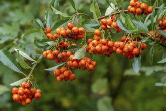 Orange berries of the common sea buckthorn, sandthorn, sallowthorn shrub (Hippophae rhamnoides,