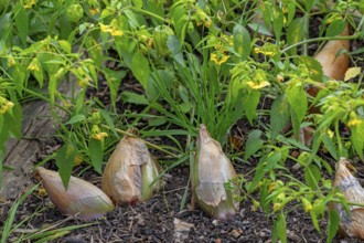 Shallot bulbs (Allium ascalonicum) in vegetable garden in autumn, fall