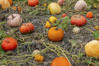Cucurbita fruits also known as squash, pumpkins or gourds in vegetable garden in autumn, fall