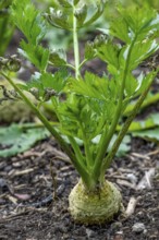 Celeriac, celery root, knob celery, turnip-rooted celery (Apium graveolens var. rapaceum) in