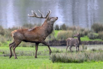 Majestic red deer (Cervus elaphus) stag with big antlers and hind in grassland on lake shore during