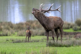 Rutting red deer (Cervus elaphus) stag with big antlers roaring, burling in grassland on lake shore