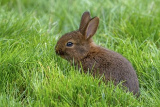 Young Brown Chestnut of Lorraine, Brun Marron de Lorraine, French breed of domestic rabbit from the