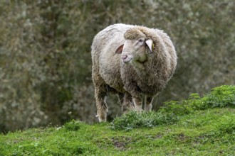 Est à Laine Merinos, German and French white Merino sheep breed from the Alsace Lorraine region of