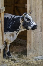 Vosgienne cow in wooden cowshed, stable, French cattle breed primarily found in the Vosges