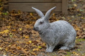 Argenté de Champagne, Argenté rabbit, one of the oldest French domestic rabbit breeds