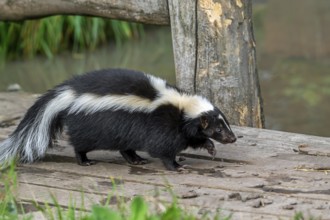Striped skunk (Mephitis mephitis) walking over wooden footbridge, omnivore native to southern