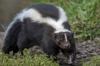 Striped skunk (Mephitis mephitis) omnivore native to southern Canada, the United States and